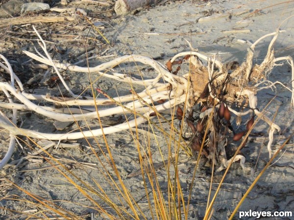 Driftwood with baggage ...